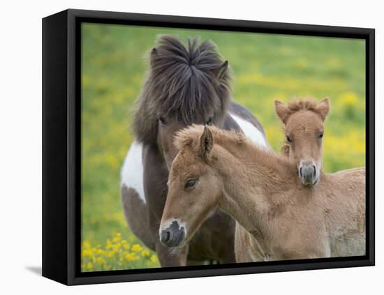 Icelandic Horses IV-PHBurchett-Framed Premier Image Canvas