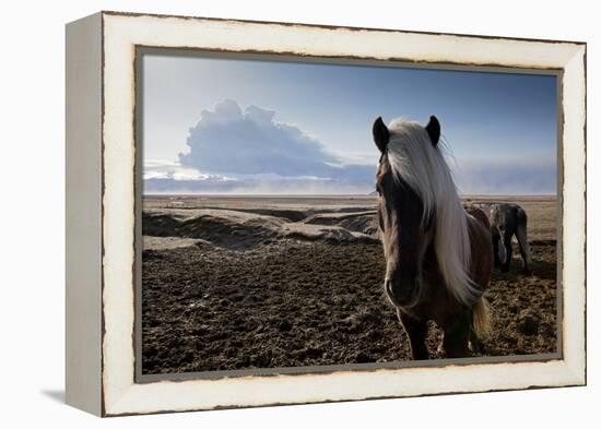 Icelandic Horses Near Ash Plume from Eyjafjallajokull Eruption-null-Framed Premier Image Canvas