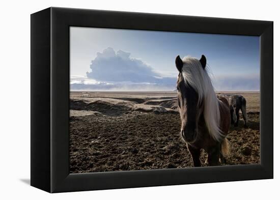 Icelandic Horses Near Ash Plume from Eyjafjallajokull Eruption-null-Framed Premier Image Canvas