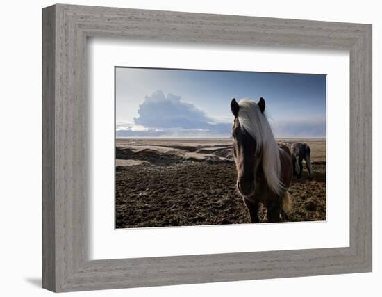 Icelandic Horses Near Ash Plume from Eyjafjallajokull Eruption-null-Framed Photographic Print