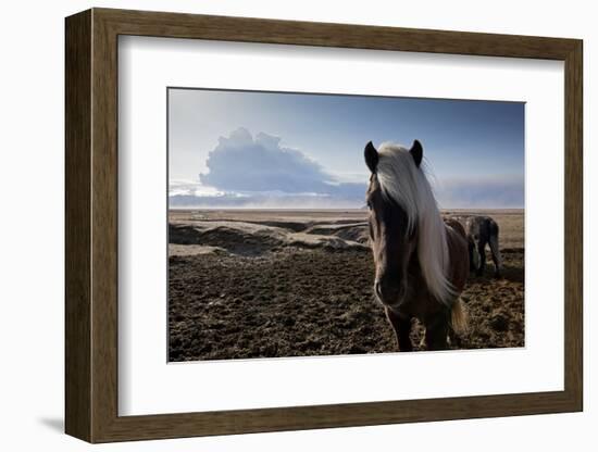 Icelandic Horses Near Ash Plume from Eyjafjallajokull Eruption-null-Framed Photographic Print