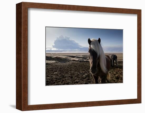 Icelandic Horses Near Ash Plume from Eyjafjallajokull Eruption-null-Framed Photographic Print