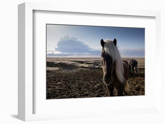 Icelandic Horses Near Ash Plume from Eyjafjallajokull Eruption-null-Framed Photographic Print