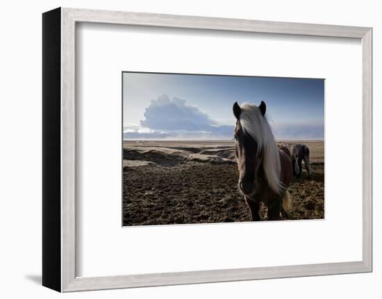 Icelandic Horses Near Ash Plume from Eyjafjallajokull Eruption-null-Framed Photographic Print