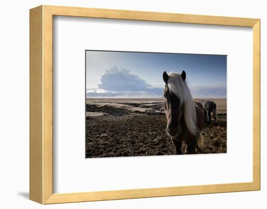 Icelandic Horses Near Ash Plume from Eyjafjallajokull Eruption-null-Framed Photographic Print