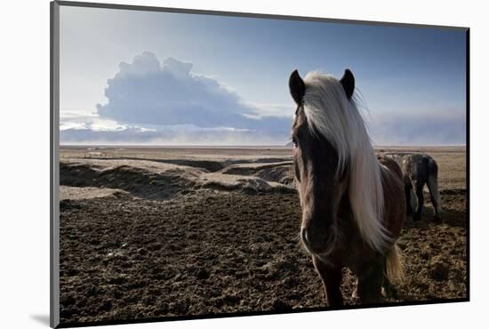 Icelandic Horses Near Ash Plume from Eyjafjallajokull Eruption-null-Mounted Photographic Print