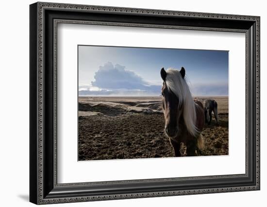 Icelandic Horses Near Ash Plume from Eyjafjallajokull Eruption-null-Framed Photographic Print