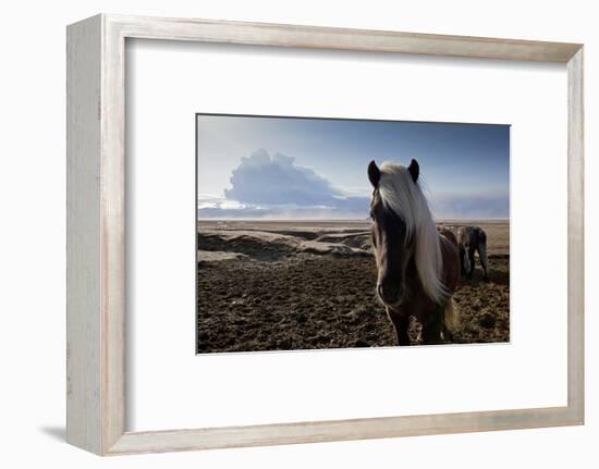 Icelandic Horses Near Ash Plume from Eyjafjallajokull Eruption-null-Framed Photographic Print