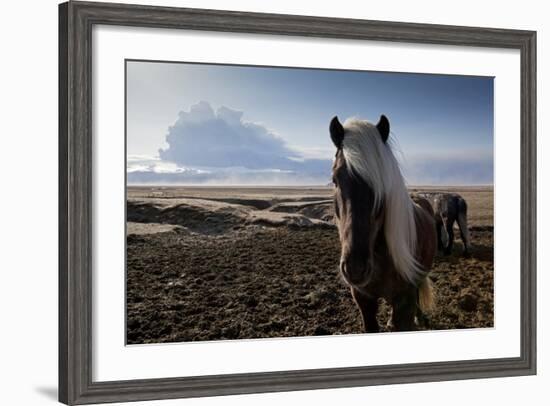 Icelandic Horses Near Ash Plume from Eyjafjallajokull Eruption-null-Framed Photographic Print