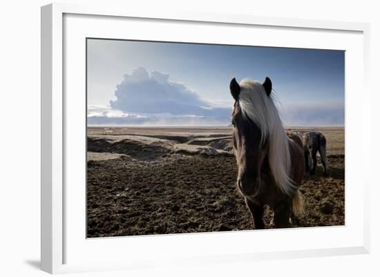 Icelandic Horses Near Ash Plume from Eyjafjallajokull Eruption-null-Framed Photographic Print