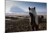 Icelandic Horses Near Ash Plume from Eyjafjallajokull Eruption-null-Mounted Photographic Print