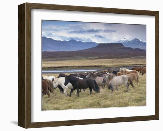 Icelandic Horses Near Snorrastadir, Eldborg Volcano-Patrick Dieudonne-Framed Photographic Print