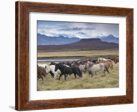 Icelandic Horses Near Snorrastadir, Eldborg Volcano-Patrick Dieudonne-Framed Photographic Print