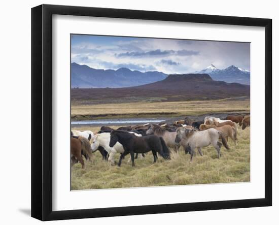 Icelandic Horses Near Snorrastadir, Eldborg Volcano-Patrick Dieudonne-Framed Photographic Print