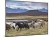 Icelandic Horses Near Snorrastadir, Eldborg Volcano-Patrick Dieudonne-Mounted Photographic Print