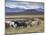 Icelandic Horses Near Snorrastadir, Eldborg Volcano-Patrick Dieudonne-Mounted Photographic Print