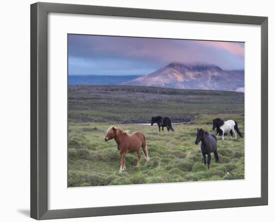 Icelandic Horses, Near Stykkisholmur, Snaefellsness Peninsula, West Iceland, Iceland, Polar Regions-Patrick Dieudonne-Framed Photographic Print