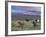 Icelandic Horses, Near Stykkisholmur, Snaefellsness Peninsula, West Iceland, Iceland, Polar Regions-Patrick Dieudonne-Framed Photographic Print