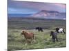 Icelandic Horses, Near Stykkisholmur, Snaefellsness Peninsula, West Iceland, Iceland, Polar Regions-Patrick Dieudonne-Mounted Photographic Print