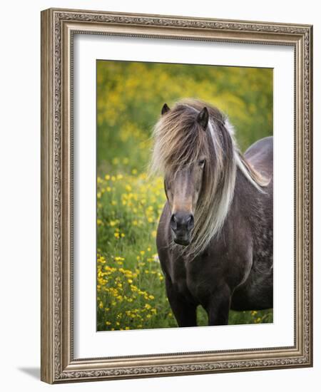 Icelandic Horses V-PHBurchett-Framed Photographic Print