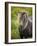 Icelandic Horses V-PHBurchett-Framed Photographic Print