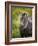 Icelandic Horses V-PHBurchett-Framed Photographic Print