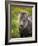 Icelandic Horses V-PHBurchett-Framed Photographic Print