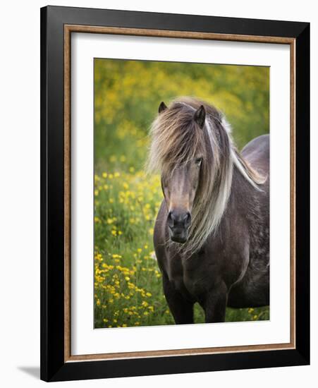 Icelandic Horses V-PHBurchett-Framed Photographic Print