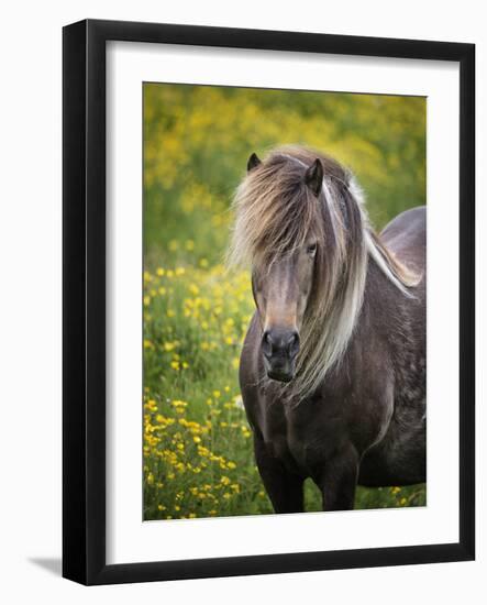 Icelandic Horses V-PHBurchett-Framed Photographic Print