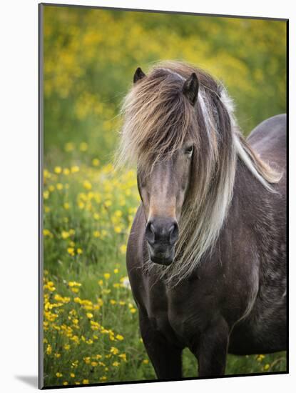 Icelandic Horses V-PHBurchett-Mounted Photographic Print