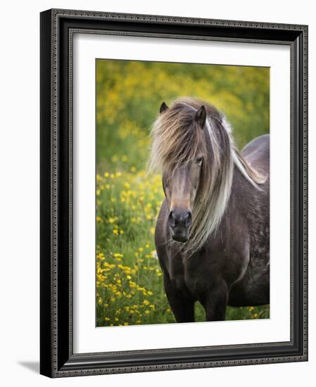 Icelandic Horses V-PHBurchett-Framed Photographic Print