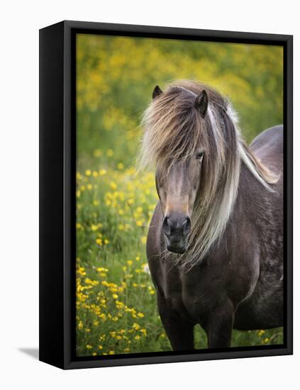 Icelandic Horses V-PHBurchett-Framed Premier Image Canvas