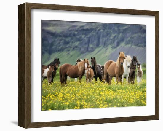 Icelandic Horses VII-PHBurchett-Framed Photographic Print