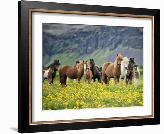 Icelandic Horses VII-PHBurchett-Framed Photographic Print