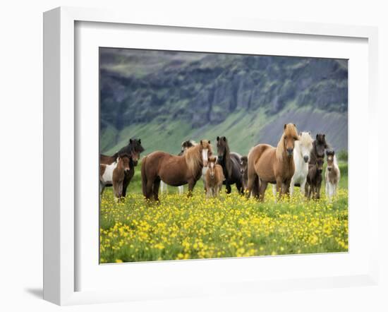 Icelandic Horses VII-PHBurchett-Framed Photographic Print