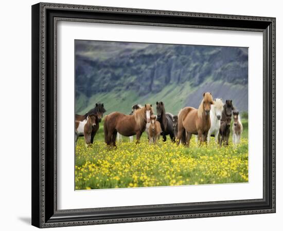 Icelandic Horses VII-PHBurchett-Framed Photographic Print