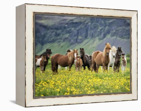 Icelandic Horses VII-PHBurchett-Framed Premier Image Canvas