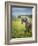 Icelandic Horses VIII-PHBurchett-Framed Photographic Print