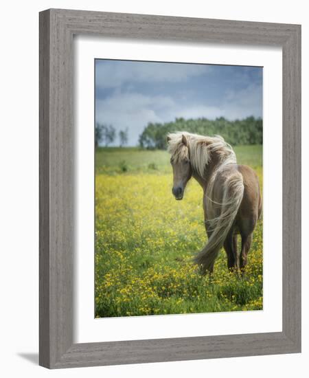 Icelandic Horses VIII-PHBurchett-Framed Photographic Print
