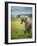 Icelandic Horses VIII-PHBurchett-Framed Photographic Print