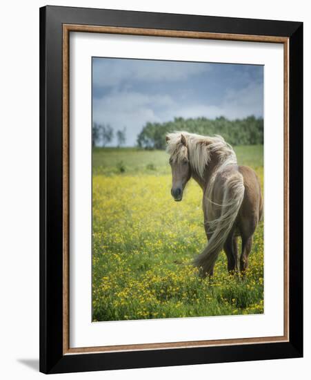 Icelandic Horses VIII-PHBurchett-Framed Photographic Print