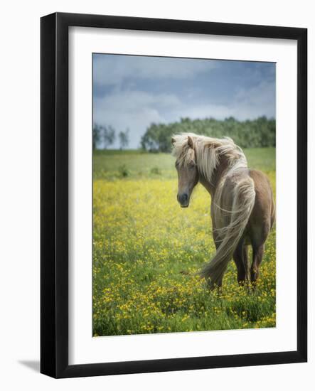 Icelandic Horses VIII-PHBurchett-Framed Photographic Print