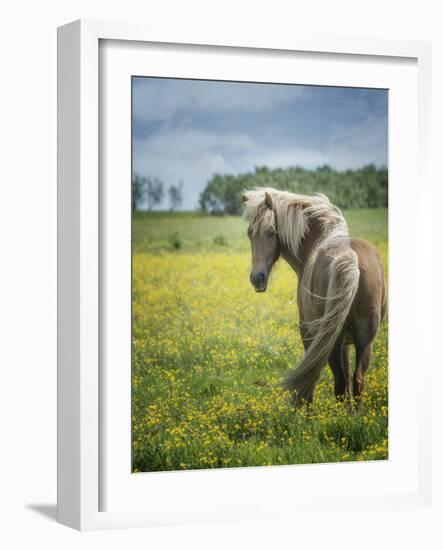 Icelandic Horses VIII-PHBurchett-Framed Photographic Print