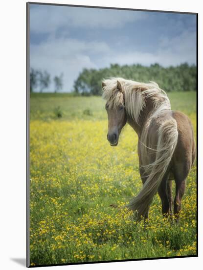 Icelandic Horses VIII-PHBurchett-Mounted Photographic Print