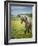 Icelandic Horses VIII-PHBurchett-Framed Photographic Print