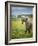 Icelandic Horses VIII-PHBurchett-Framed Photographic Print