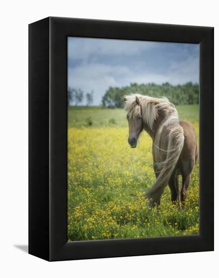 Icelandic Horses VIII-PHBurchett-Framed Premier Image Canvas