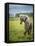 Icelandic Horses VIII-PHBurchett-Framed Premier Image Canvas