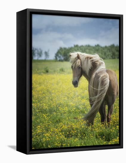 Icelandic Horses VIII-PHBurchett-Framed Premier Image Canvas