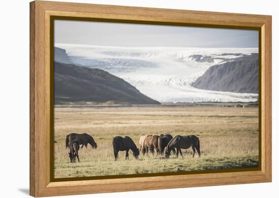 Icelandic Horses with a Glacier Running Down from the Vatnajokull Ice Cap Behind, Polar Regions-Matthew Williams-Ellis-Framed Premier Image Canvas